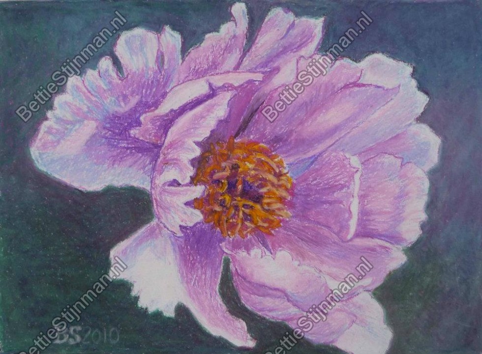 <head>Pioenroos 2  /  Peony 2</head>