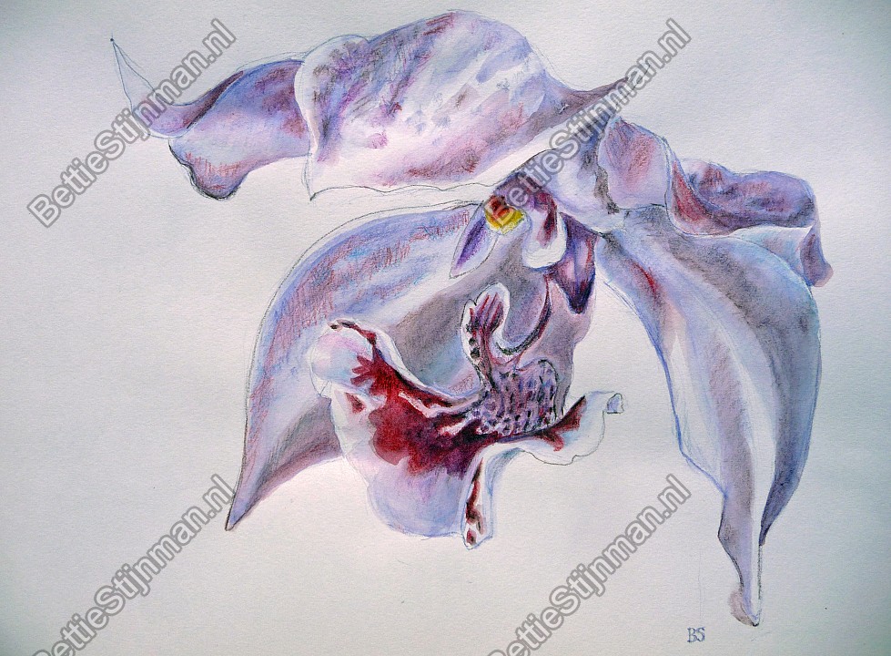 <head>Orchidee  / Orchid</head>