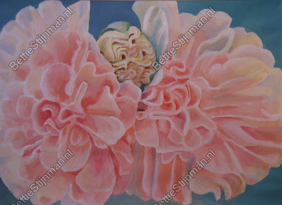 <head>Dubbele roze Stokroos  / Double pink Hollyhock</head>