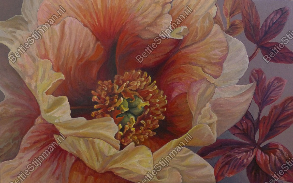 <head>Bronzen boompioen  / Bronze Tree Peony</head>
