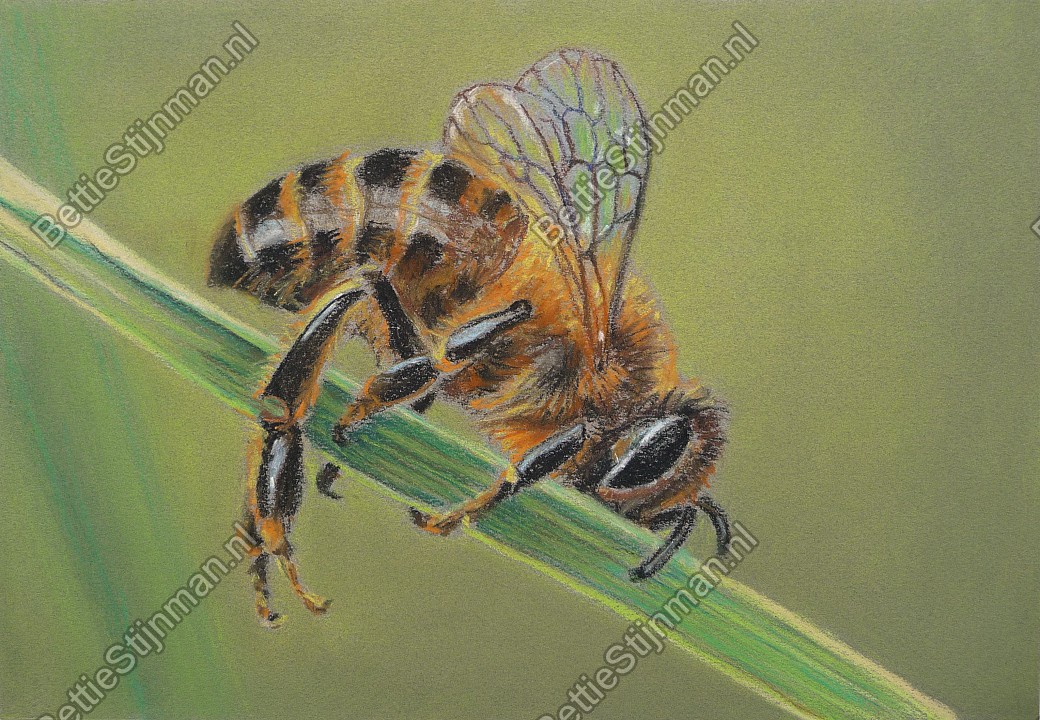 <head>Slapende bij  /  Sleeping bee</head>