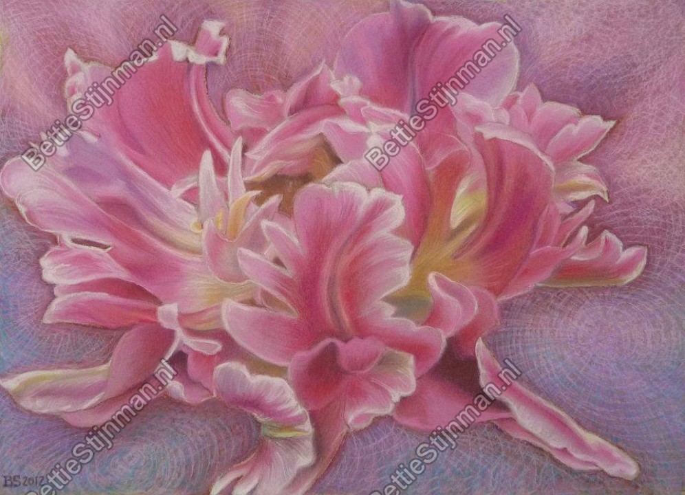 <head>Parkiettulp 1  /  Paroquet tulip 1</head>