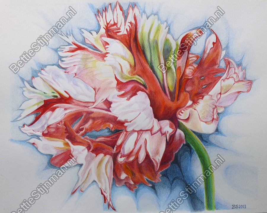 <head>Parkiettulp 2  /  Paroquet tulip 2</head>