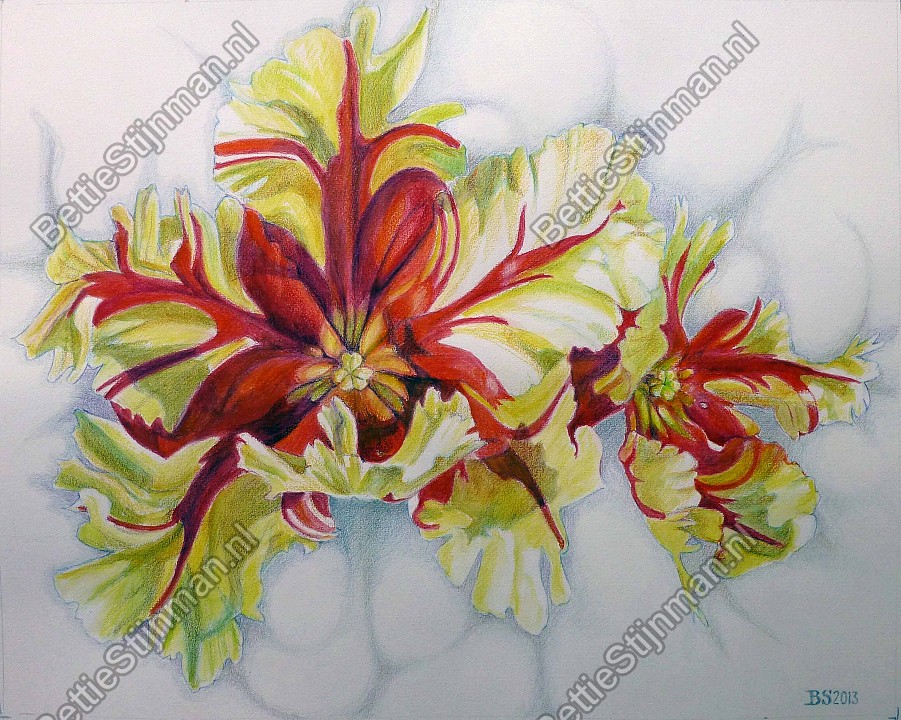 <head>Parkiettulp 3  /  Paroquet tulip 3</head>