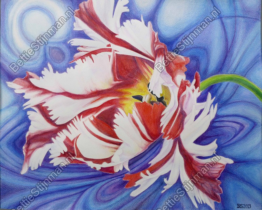 <head>Parkiettulp 4  /  Paroquet tulip 4</head>