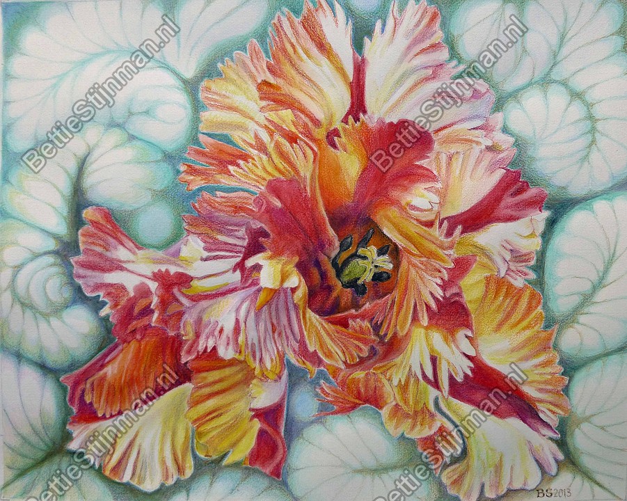 <head>Parkiettulp 5  /  Paroquet tulip 5</head>